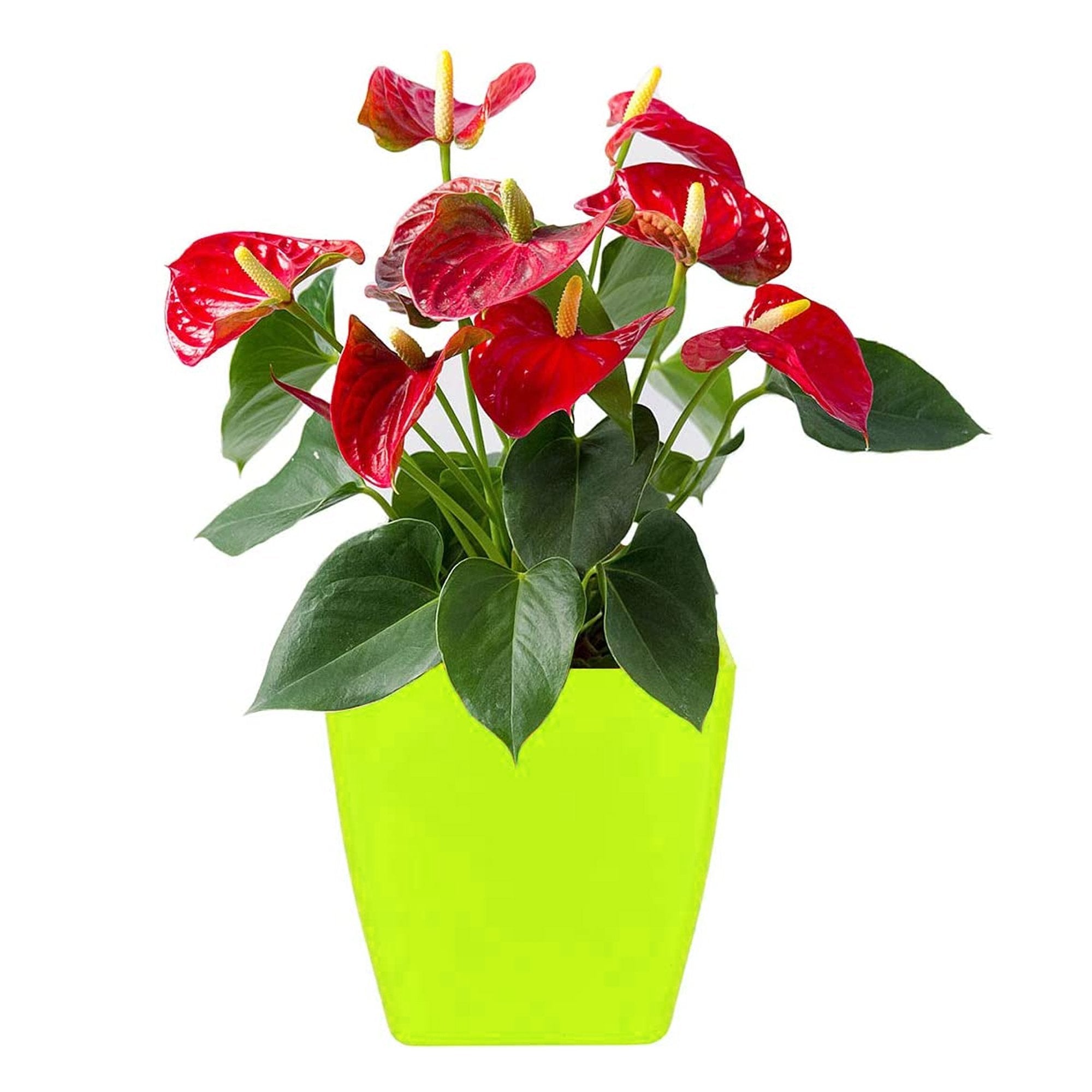 1192  Flower Pots Square Shape For Indoor/Outdoor Gardening - SkyShopy